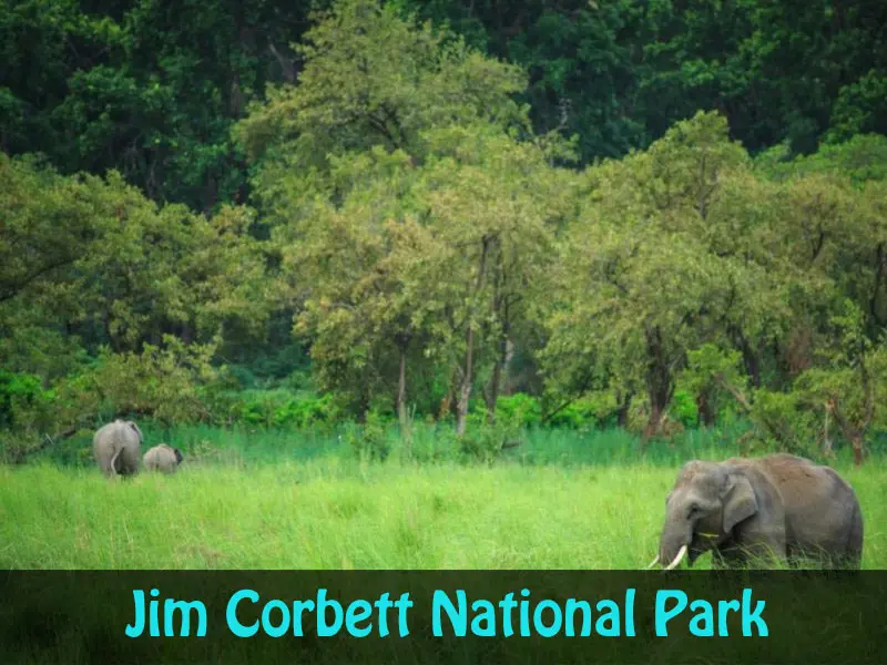 Wildlife tour package in Uttarakhand