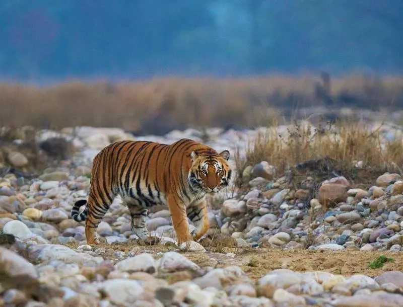 Honeymoon tour packages in Uttarakhand