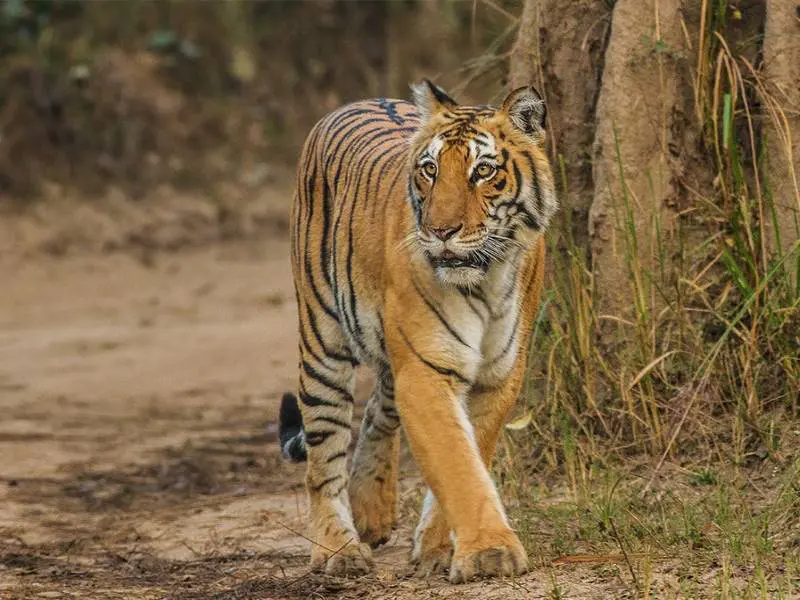 Corbett National Park tour package