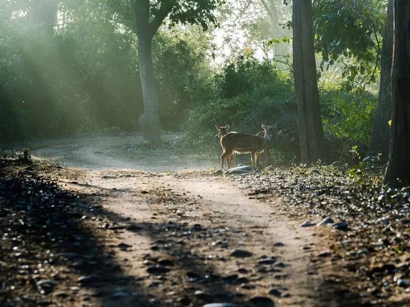 Corbett National Park tour package