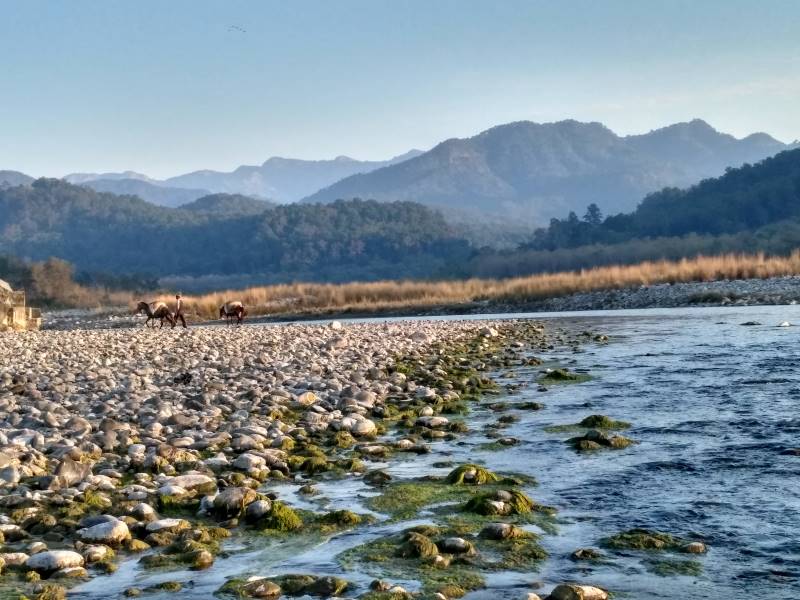 Kosi_River,_Jim_Corbett_National_Park_Uttarakhand