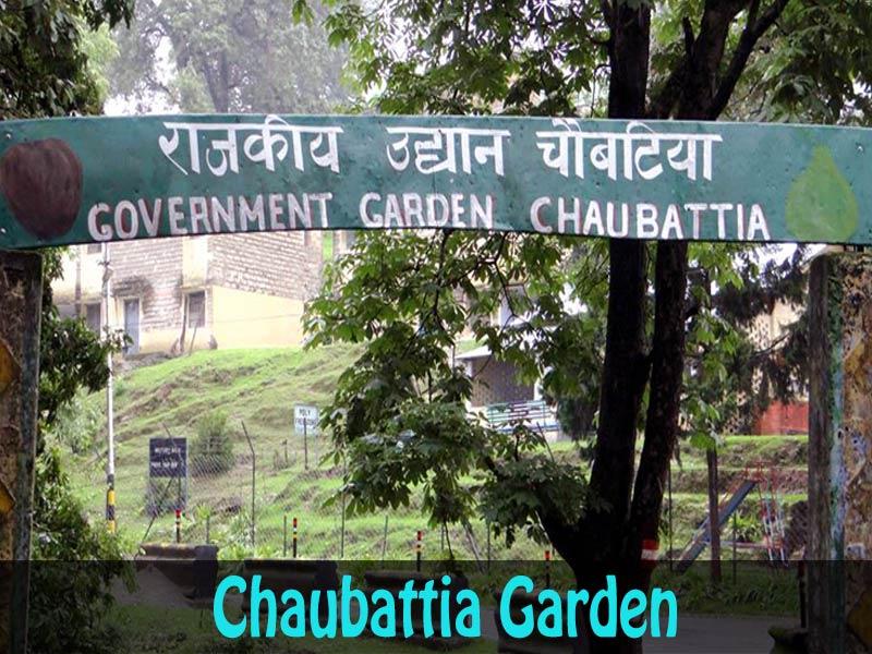 Chaubattia-Garden